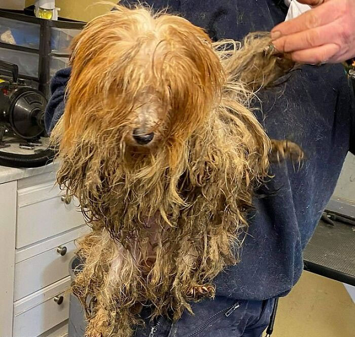 These Dogs Were So Neglected, Rescuers Couldn't Tell What Breed They Are But Their Transformations Look Amazing These Dogs Were So Neglected, Rescuers Couldn't Tell What Breed They Are But Their Transformations Look Amazing