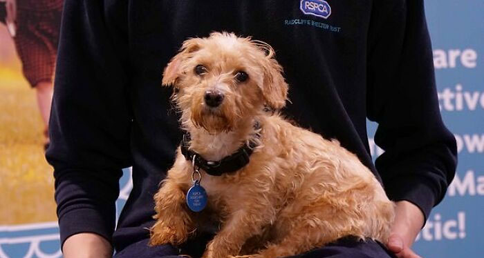 These Dogs Were So Neglected, Rescuers Couldn't Tell What Breed They Are But Their Transformations Look Amazing These Dogs Were So Neglected, Rescuers Couldn't Tell What Breed They Are But Their Transformations Look Amazing