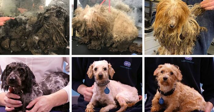 These Dogs Were So Neglected, Rescuers Couldn’t Tell What Breed They Are But Their Transformations Look Amazing
