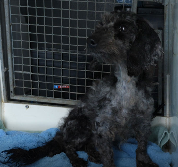 These Dogs Were So Neglected, Rescuers Couldn't Tell What Breed They Are But Their Transformations Look Amazing