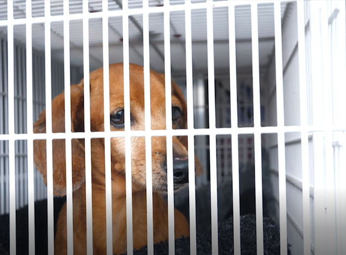 These Dogs Were So Neglected, Rescuers Couldn't Tell What Breed They Are But Their Transformations Look Amazing These Dogs Were So Neglected, Rescuers Couldn't Tell What Breed They Are But Their Transformations Look Amazing