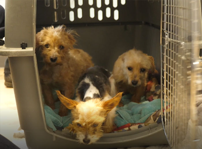 These Dogs Were So Neglected, Rescuers Couldn't Tell What Breed They Are But Their Transformations Look Amazing These Dogs Were So Neglected, Rescuers Couldn't Tell What Breed They Are But Their Transformations Look Amazing