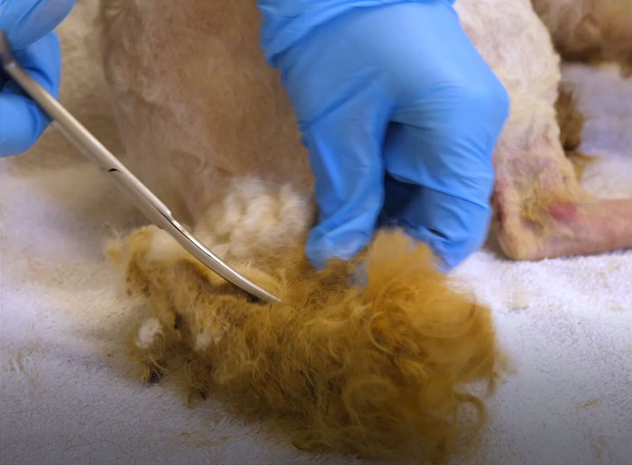 These Dogs Were So Neglected, Rescuers Couldn't Tell What Breed They Are But Their Transformations Look Amazing