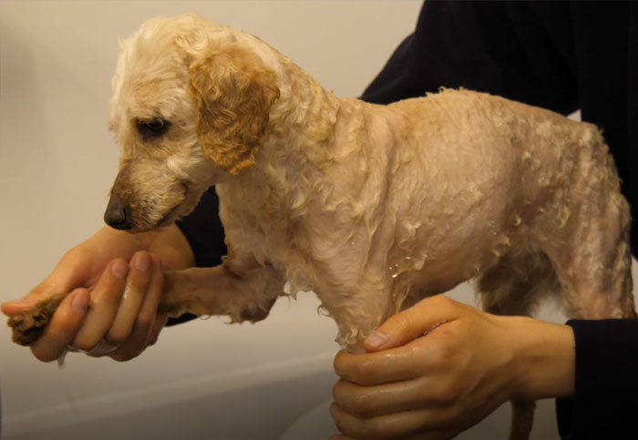 These Dogs Were So Neglected, Rescuers Couldn't Tell What Breed They Are But Their Transformations Look Amazing These Dogs Were So Neglected, Rescuers Couldn't Tell What Breed They Are But Their Transformations Look Amazing