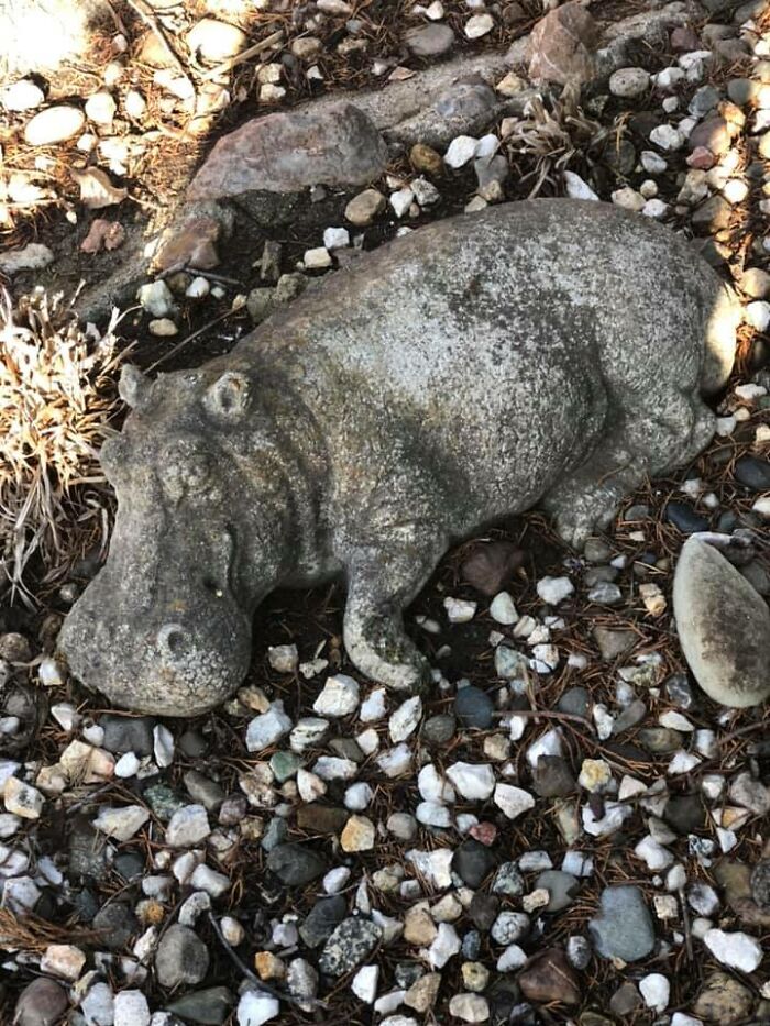  I Have A Garden Hippo That Is In Our Yard In The House That Was My Husband’s Grandparents Home They Built In 1953