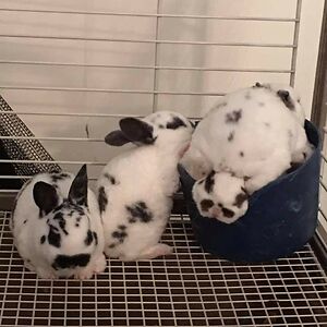 trishasamant20394 avatar