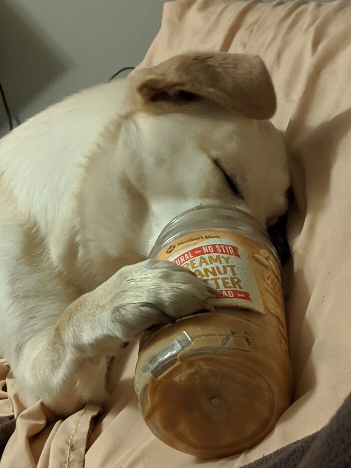 Miss Mabel Fell Asleep W Her Peanut Butter!