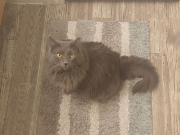 Petunia Marie (My Fav Floofster)