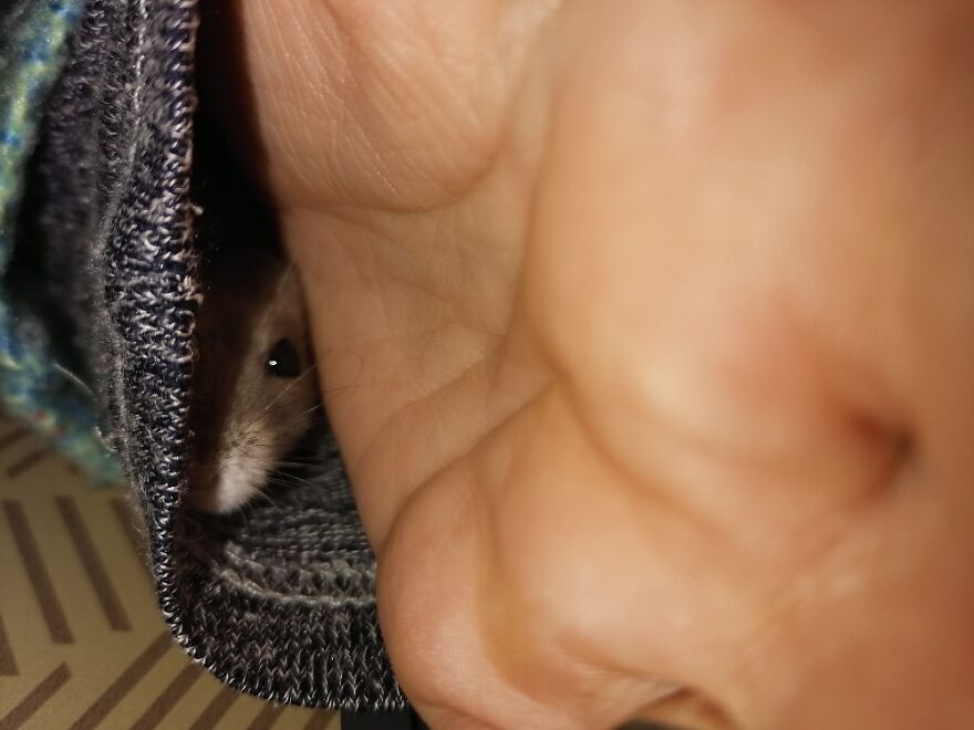 This Îs Vodka, He Likes To Sleep În My Sleeves Sometimes.