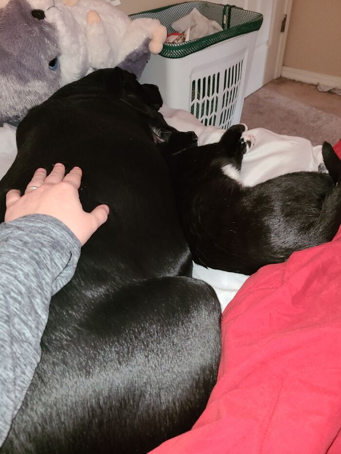 Their Favorite Companion On Their Favorite Bed With Their Favorite Stuffed Hamster