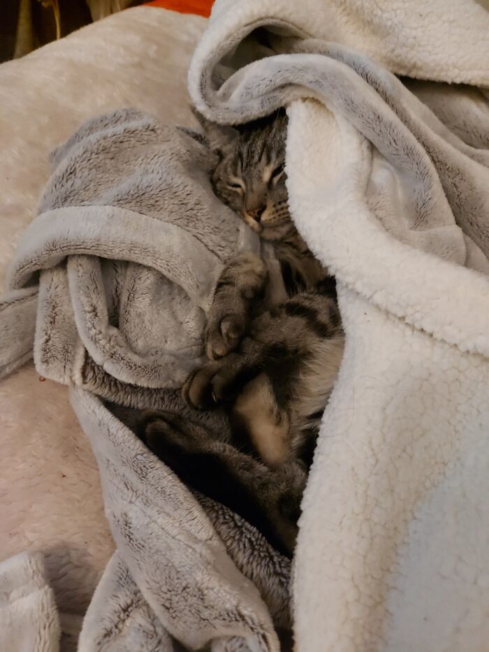Steeling My Dressing Gown (The Adorable Little Thief