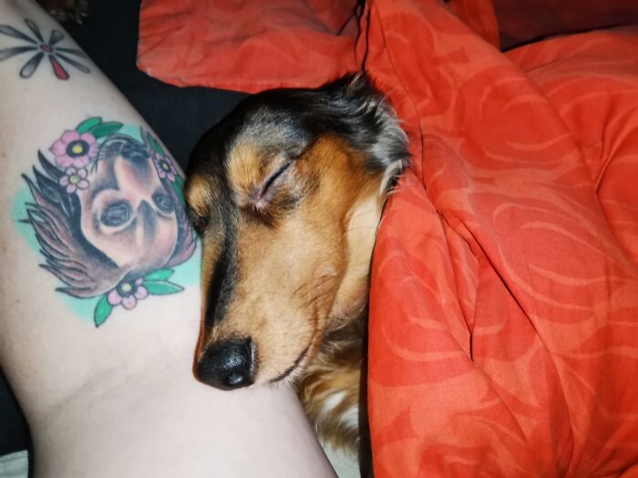 My Jelly Bean Sleeping Next To My Dachshund Tattoo