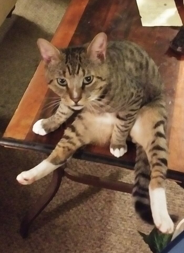 Kash Chillin On The Coffee Table