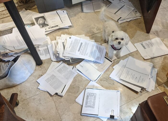Houdini Helping Reorganize Mommy's Research