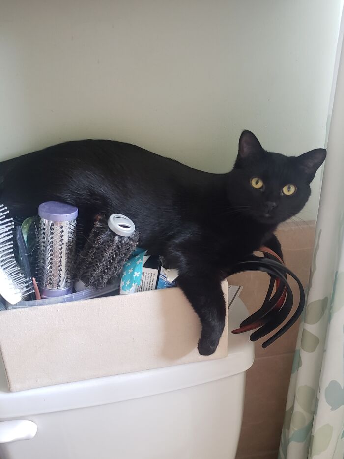 Viola Finds The The Most Uncomfortable Places To Get Comfortable.