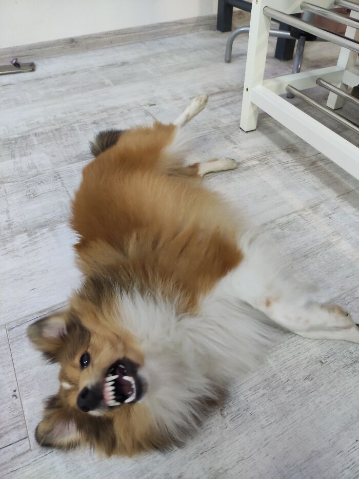 Pet Oxymoron - Aggresive Sheltie