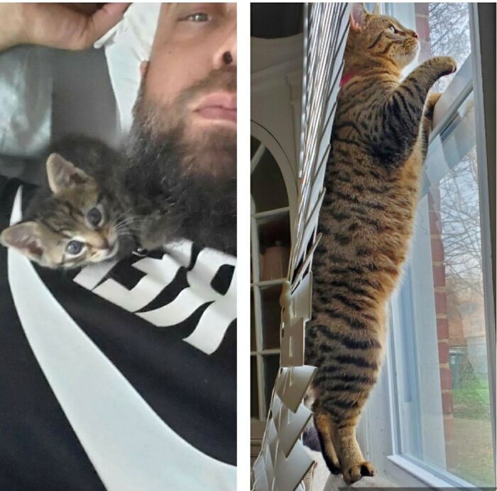 Meet Eevee..that Awesome Carzy Cat We Thought Was A Girl, Until Last Week.