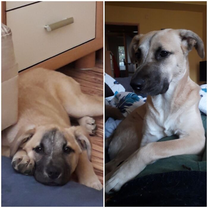 Lara, Adopted In March From A Local Shelter