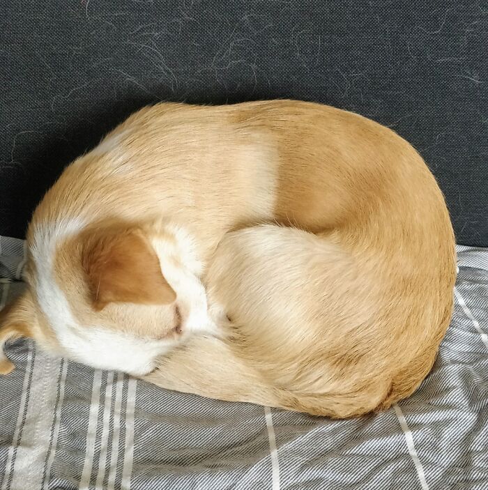 Leah, World's Goodest Doghnut