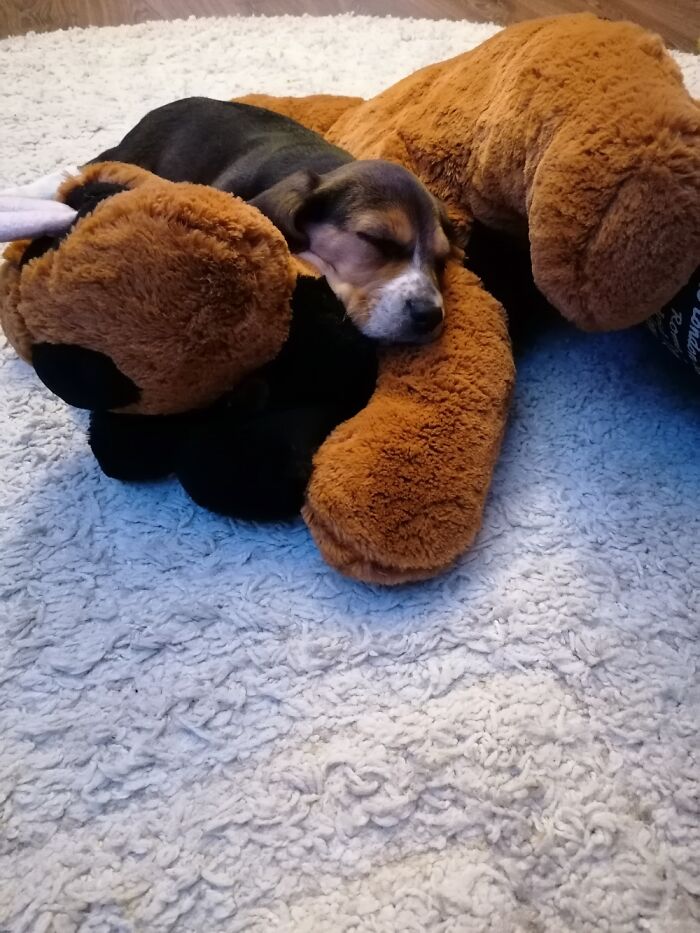 Aki Sleeping On His Defeated Enemy