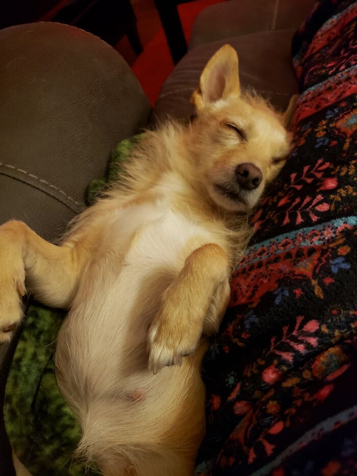 5:30am Wake Up Mom; 5:35 Eat Foods; 5:40 Walkies To Park; 6:00am...