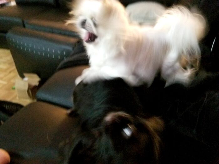 Buddha And His Sister Zhen, The Black Blur Beauty