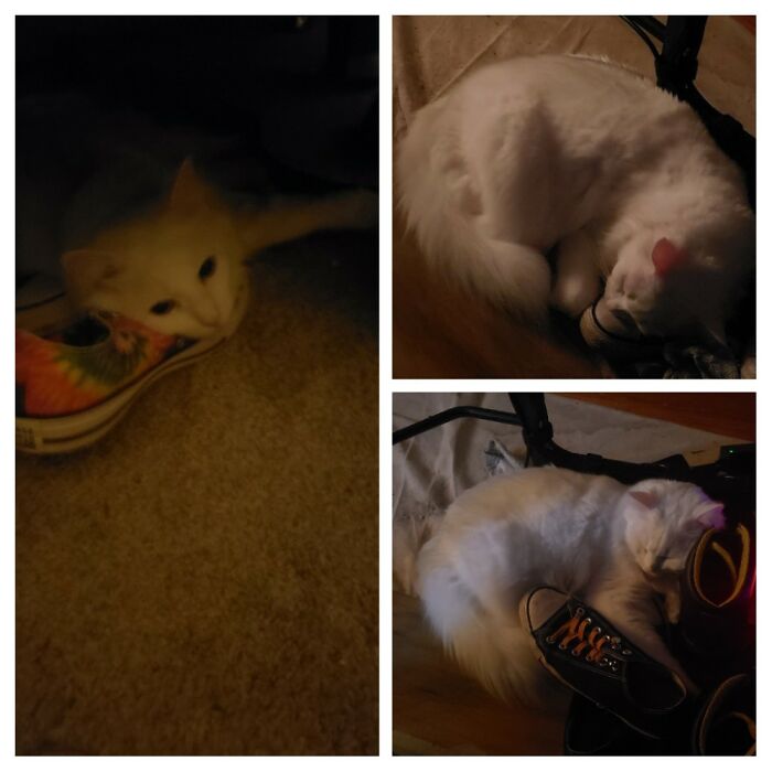 Duchess Has An Obsession With Laying On My Shoes.