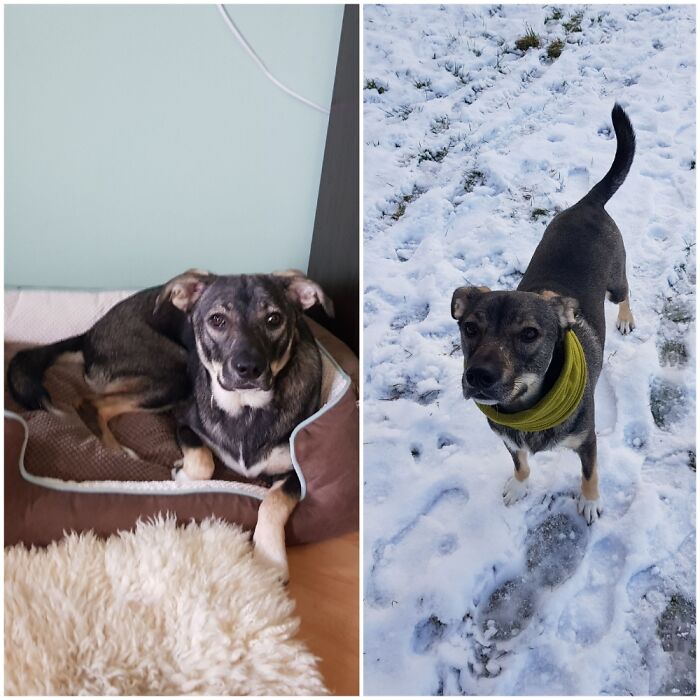 Lou 10 Mths Old Last Year. Put Up For Adoption For Being "Hyper And Biting". Lou With 17 Mths.