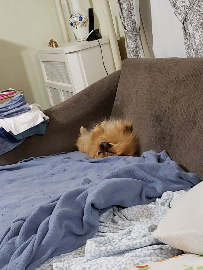 Mazie Doesn't Care About Dog Beds.the Couch Corner Is Her Favorite Spot!!