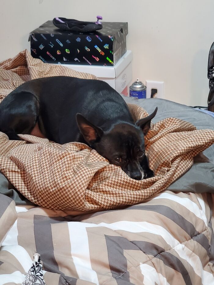 He's Mad Because He Has To Stay On The Sheet. He Desperately Needs A Bath...but Hates Water