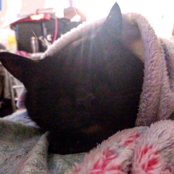 Little Man (The Name Is No Longer Accurate As He Is Has Not Been Little For A Long Time)