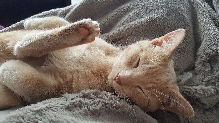 Sleepy Gary The First Week After His Rescue