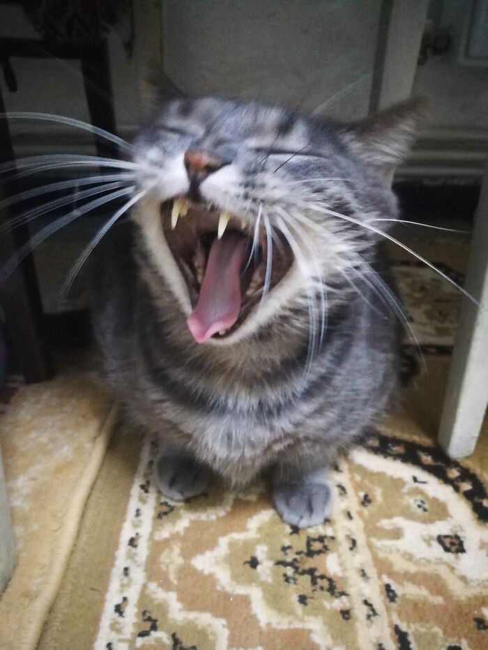 Pixel The Singer 😹