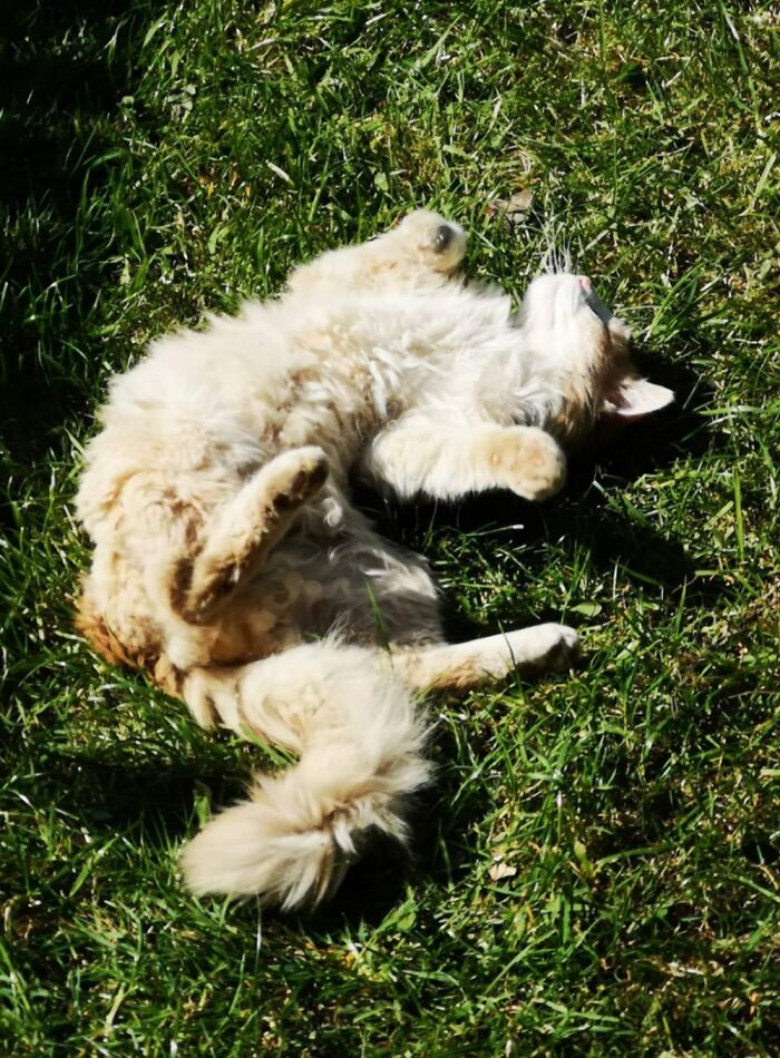 Proof That Thomas Is Solar Powered