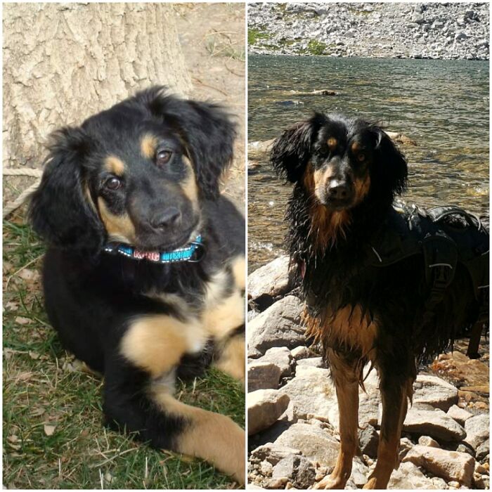 This Is Misha... She Survived A Flight From Poland To Colorado When She Was 10 Weeks Old.