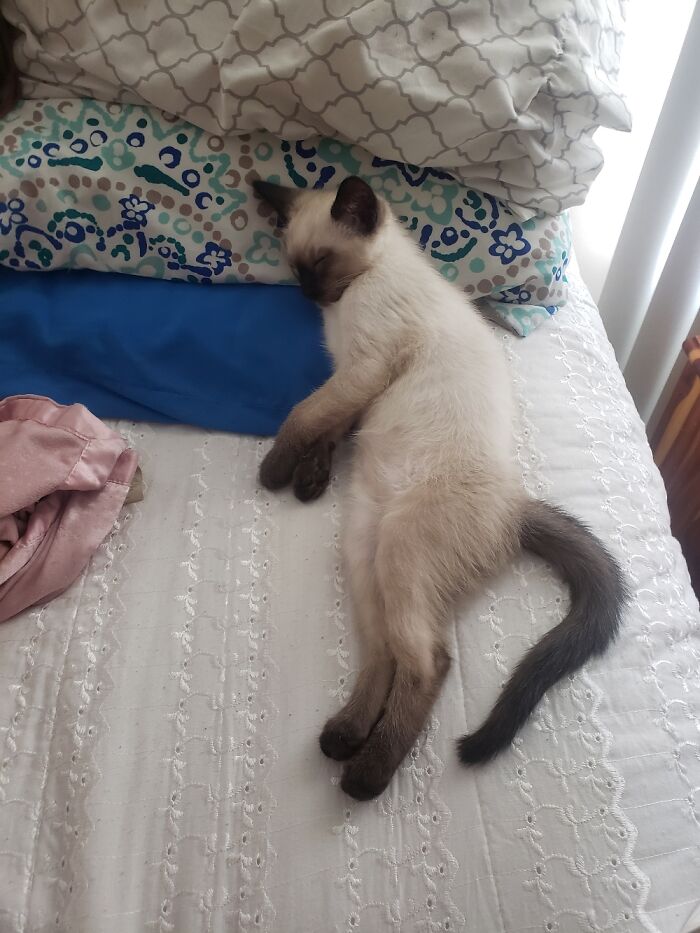 This Is Topaz As A Kitten He Is 2 Now & Is 110% Obsessed W His Mama!