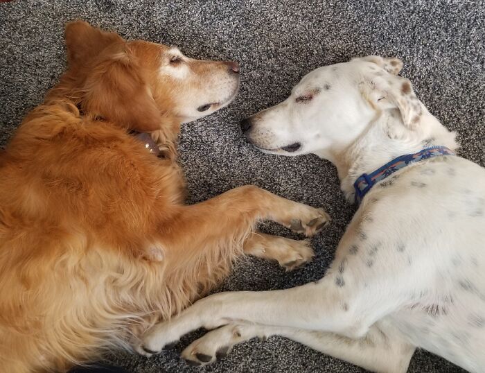 Sweet Cuddle Puppers