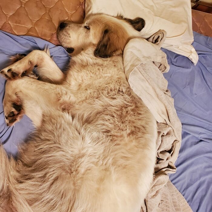 He Wipes His Drool On The Pillow Before Pulling Sheets Up Under Him