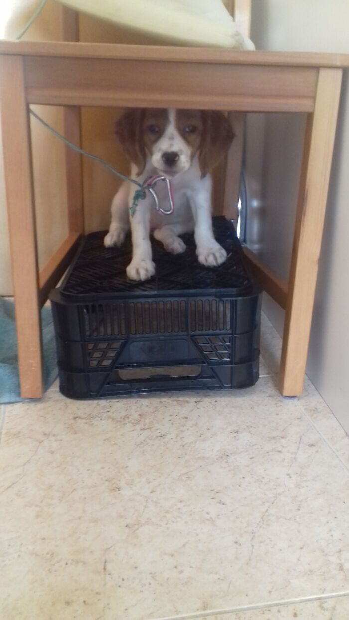 10 Weeks Old Discovered Climbing