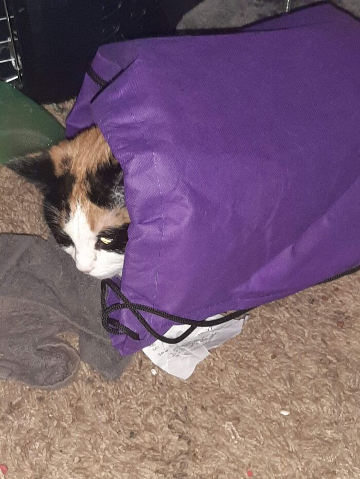 Kaleidoscope Decided To Choose This Bag Instead Of Her Bed Or Her Cage.