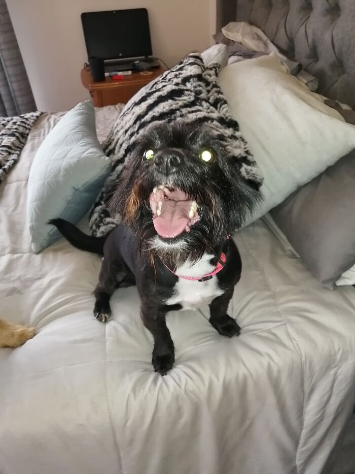 Bella Naturally Has A Long Thick Coat. It Was 36c And She Had Just Back Back From Being Groomed