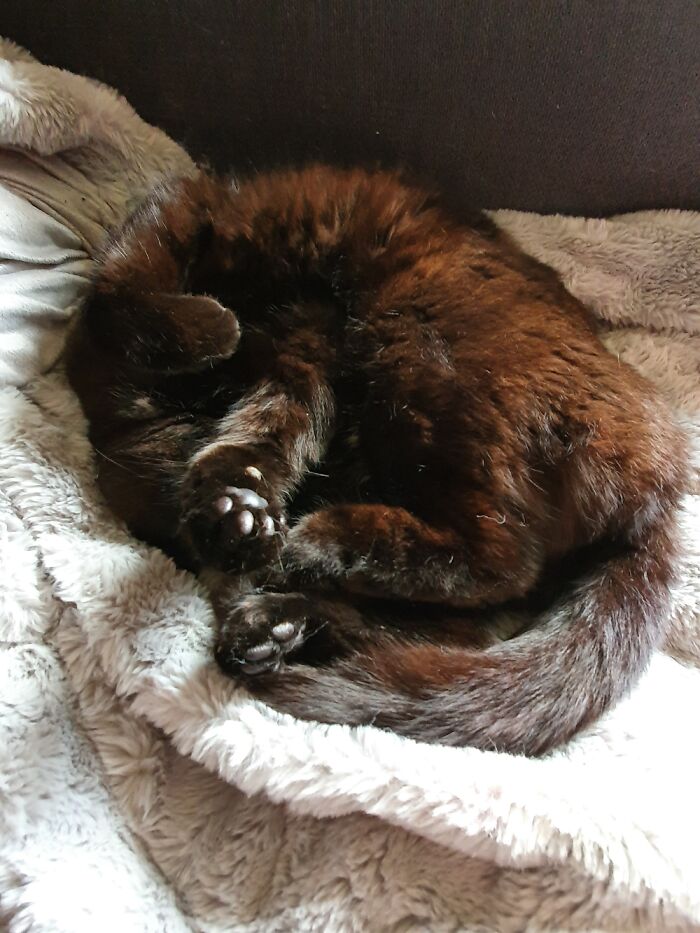 It's A Hard Life Being A Cat.