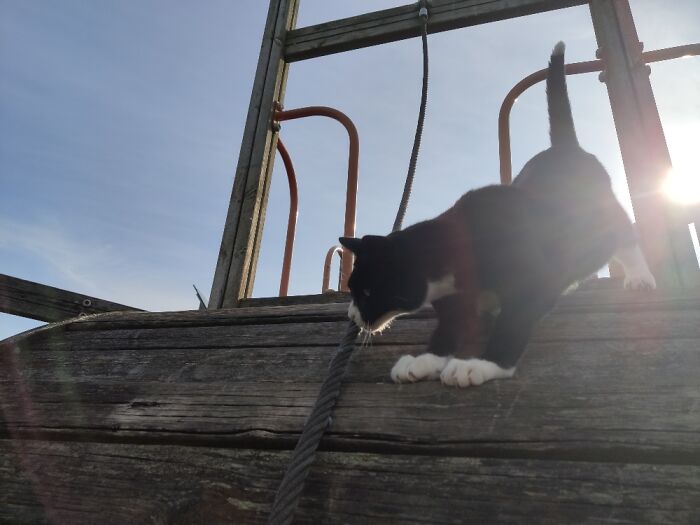 This Is Ralph At The Park, He Likes To Follow My Boys And I