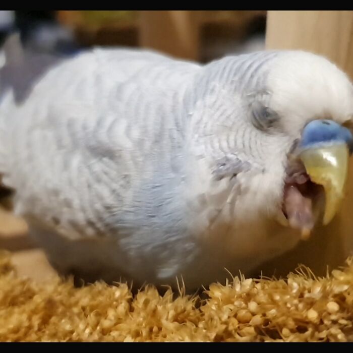 Printscreen Of Flip Eating Millet. Looks Likes It's Really Gross