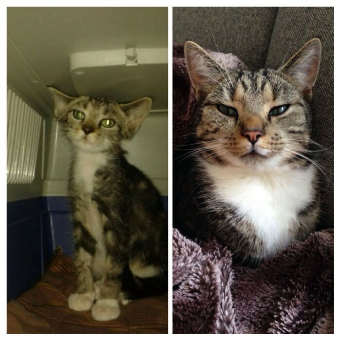 Our Cat Leo, Left The Frightened Little Gremlin Kitten We