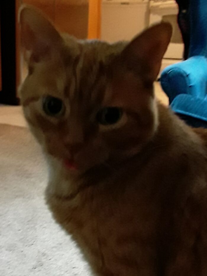 This Is Himself. The Most Goofy Little Cat Ever.