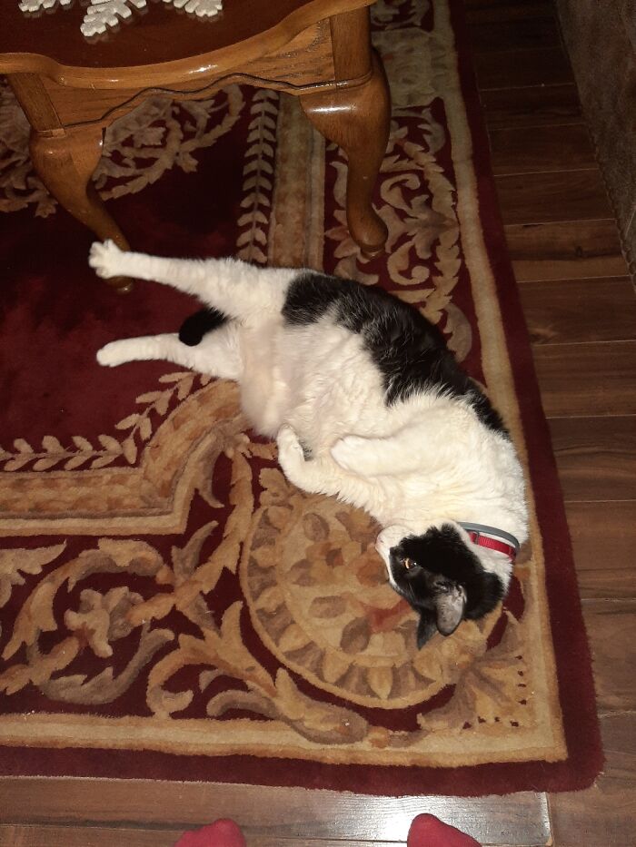 Squirty, 10 Yrs Old. My Best Girl.