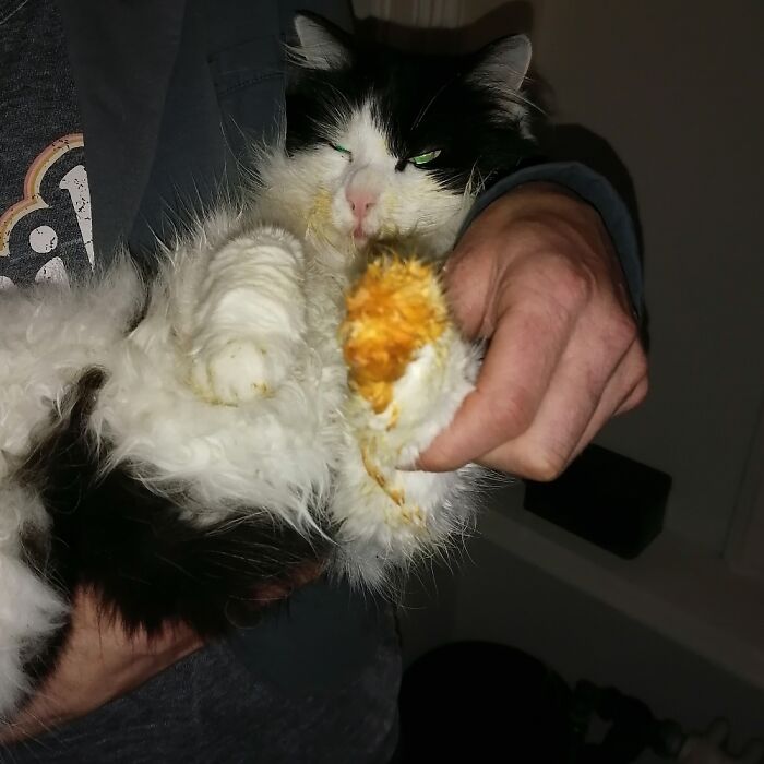 Dobby (4) Decided He Also Wanted Some Of Our Curry And Was Caught In The Act.