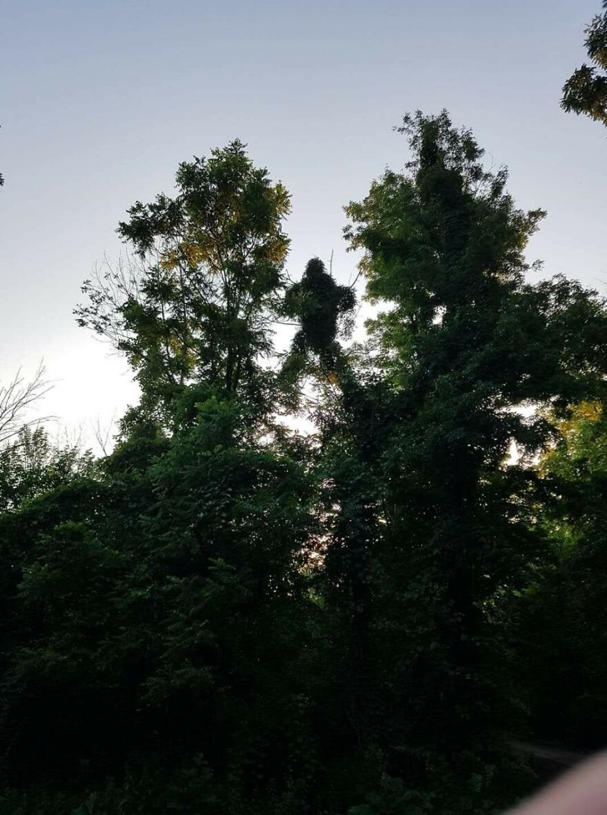 The Vines Look Human