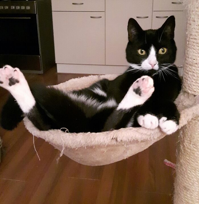 Mrs Wide Legs Says Hello